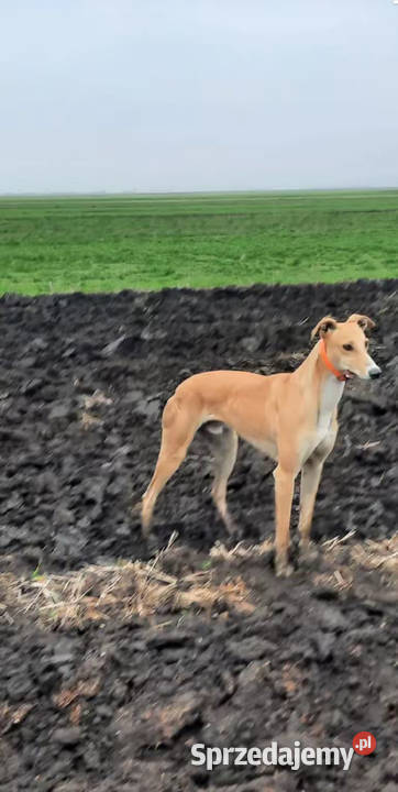 Chart greyhund Jędrzejów