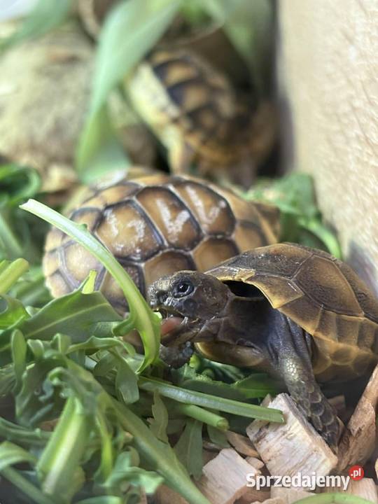 Żółw grecki żółw mauretański żółw obrzeżony Katowice