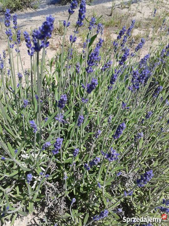 Sprzedam sadzonki lawendy HIDCOTE i BLUESCENT