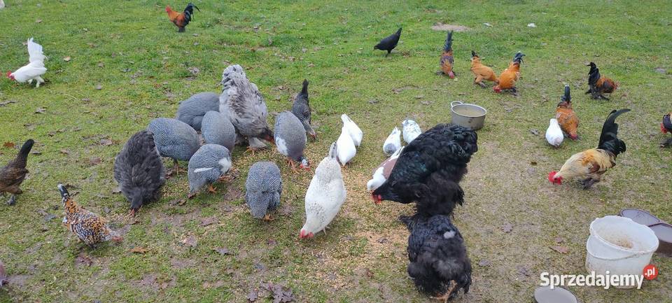 Sprzedam perliczki wszystkie z 25 roku Tokarówka