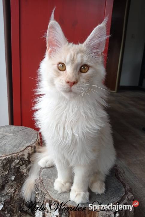 Duży kremowy dymny kocurek Maine Coon FPL Warszawa