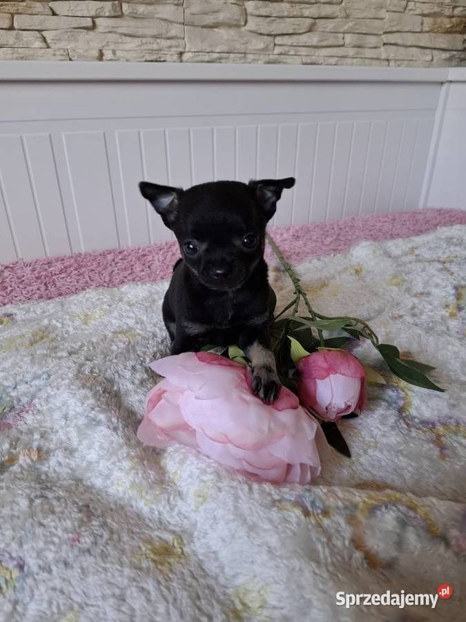 Chihuahua szczeniaczek Mińsk Mazowiecki