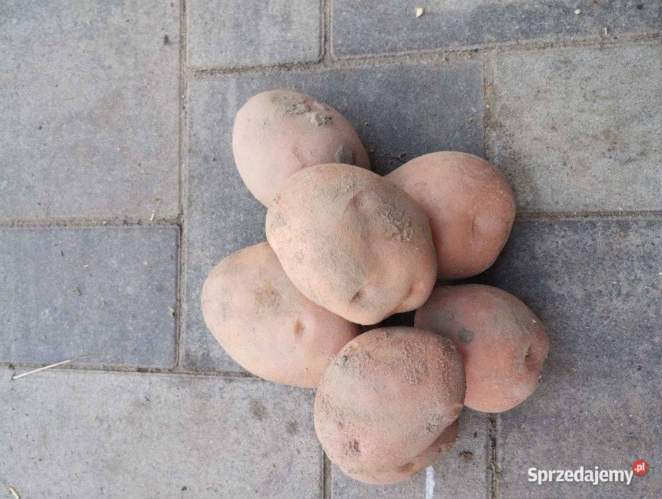 Sprzedam ziemniaki jadalne Jagiełła
