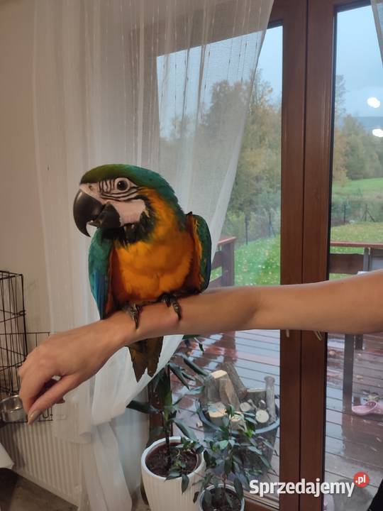 Ara ararauna ręcznie karmiona Jaworzynka