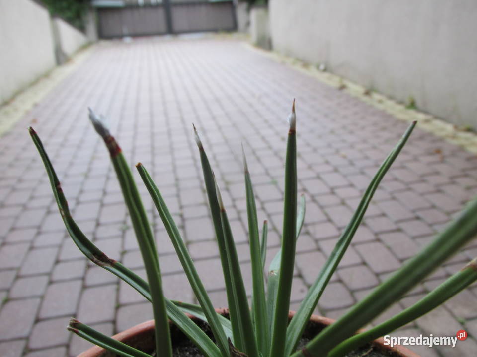 Superminiaturowa 14letnia agawa agave albopilosa Kraków sprzedam