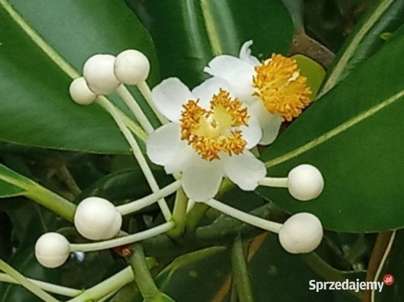 DRZEWO TOMANU Calophyllum inophyllum NASIONA Lubanie sprzedam