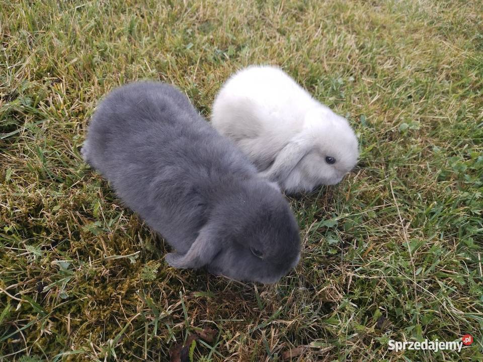 Młode miniaturki minilop Teddy rex Zwierzęta Radonia