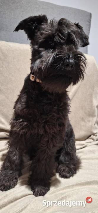 Sznaucer miniaturowy czarne pieski sprzedam