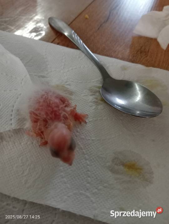 Dwa młode ręcznie odkarmione samczyki Człuchów