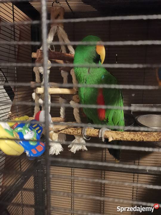 Lora wielka para Zielona Góra