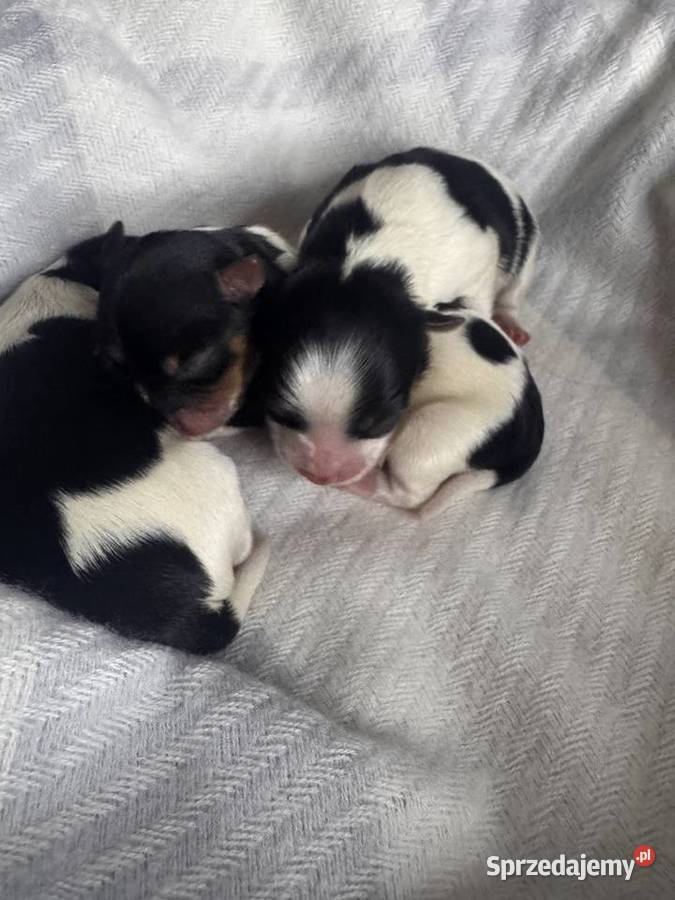 Biewer Yorkshire terrier Będzin