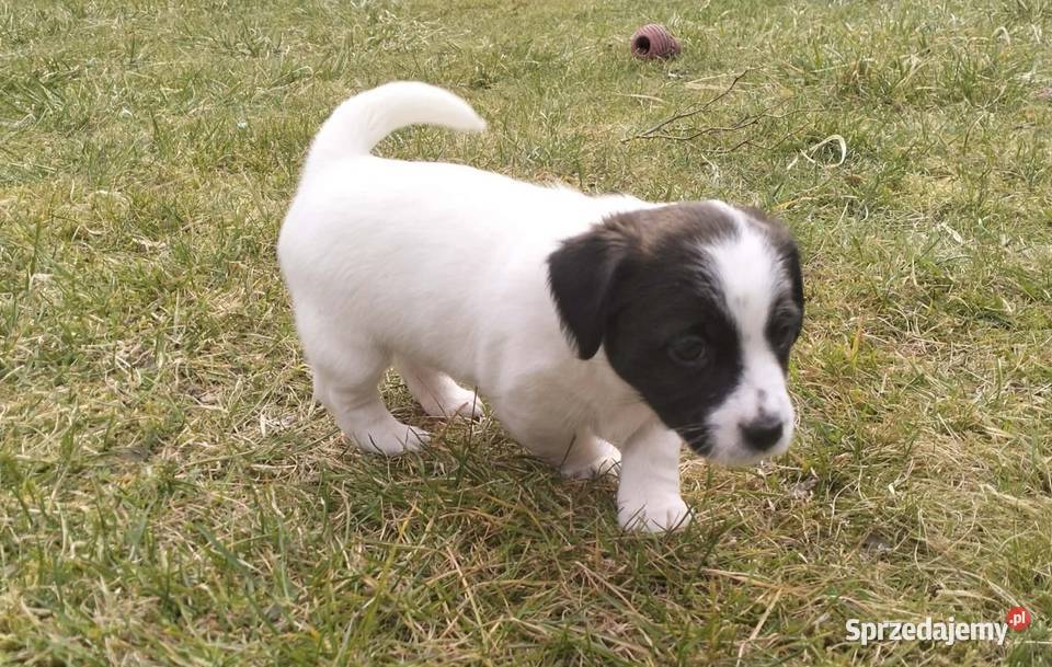 Jack Russell Terrier FCI ZKwP Wroclaw dolnośląskie Wrocław