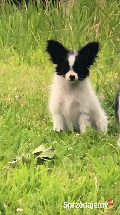 Papillon Spaniel kontynentalny Warszawa