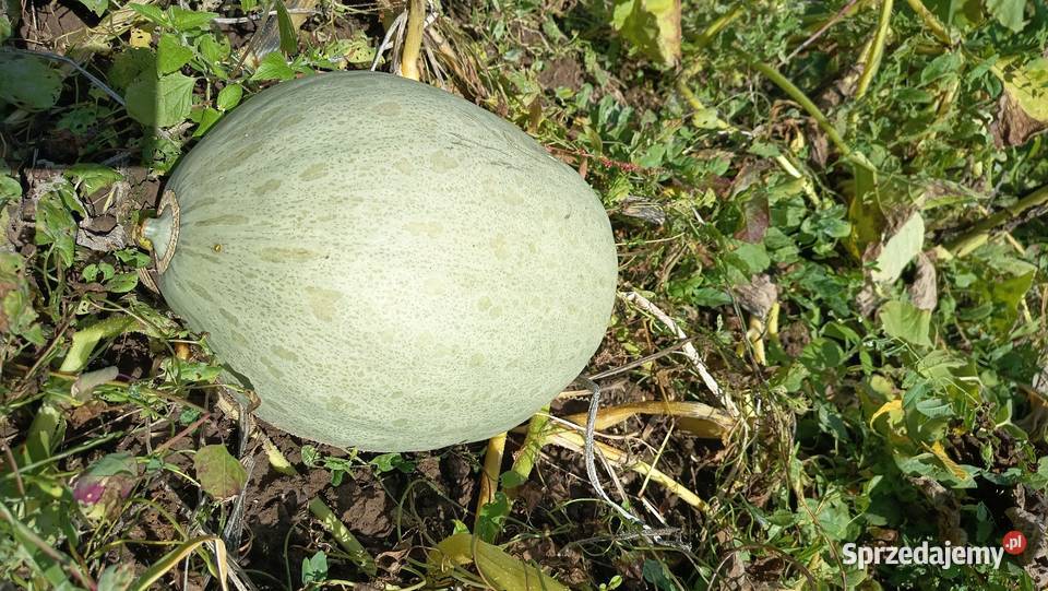 Dynia bez oprysków i nawozów Nelson Halloween Produkcja roślinna Kołaczyce sprzedam