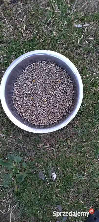 Łubin gorzki Dąbrowa Zielona