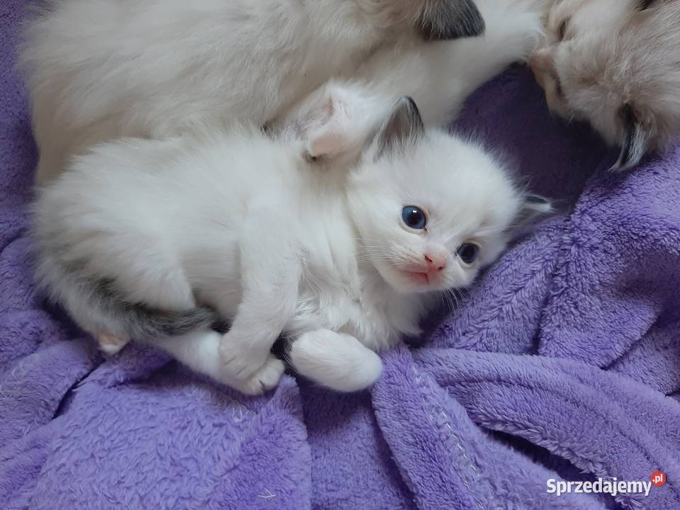 Ragdoll puchate kociaki Ragdoll Wrocław