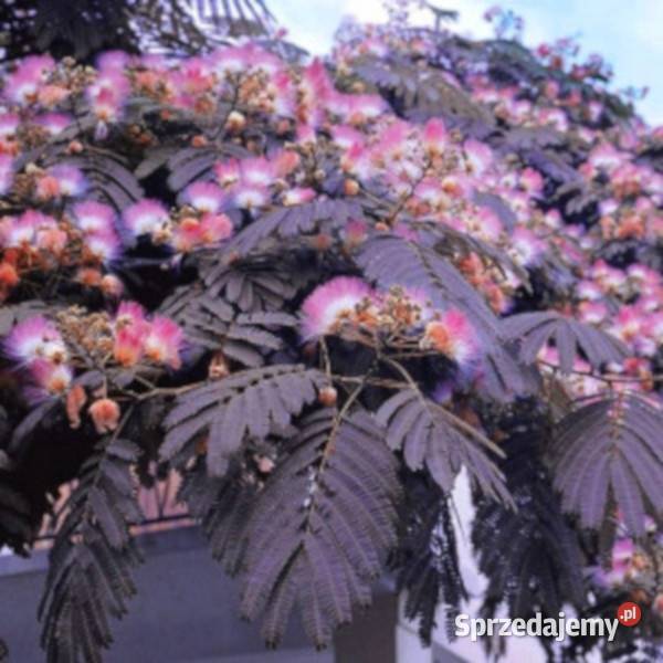 ALBICJA SUMMER CHOCOLATE sadzonki w doniczkach Ustronie sprzedam