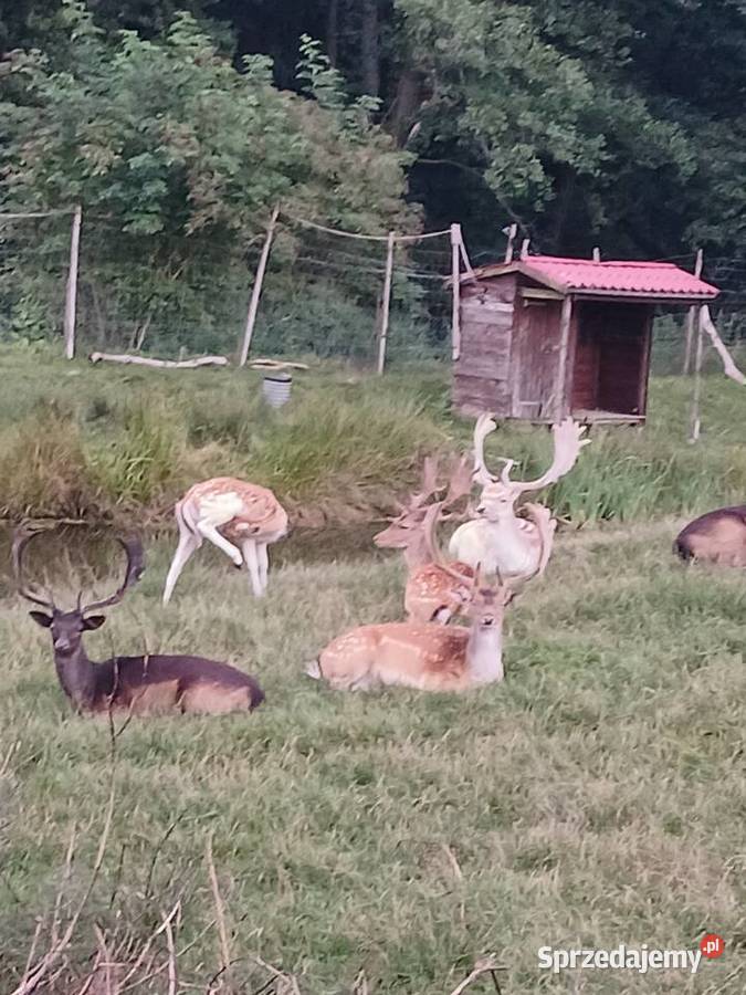 Daniele z hodowli sprzedam