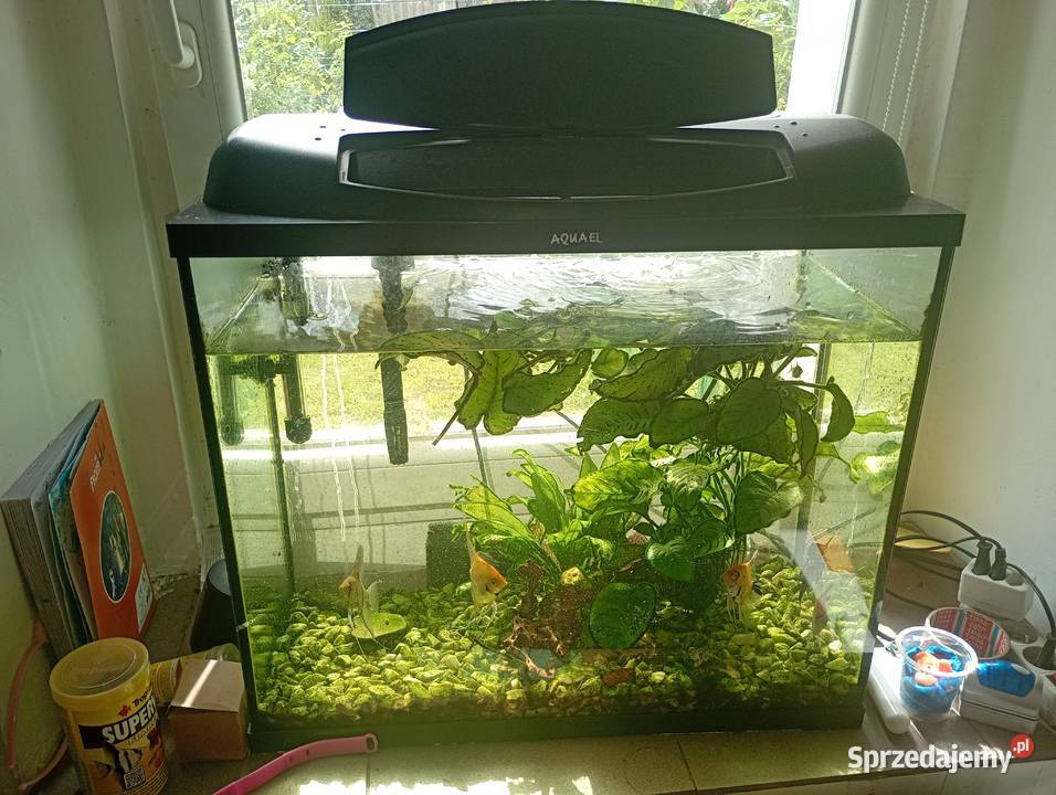 Akwarium 80l Kwiatów