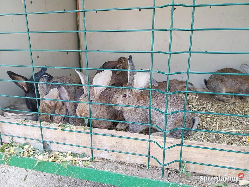 Króliki mieszańce Górka Kościejowska