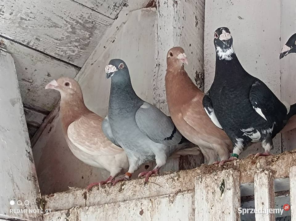 Gołębie Staropolskie Kuczbork-Wieś