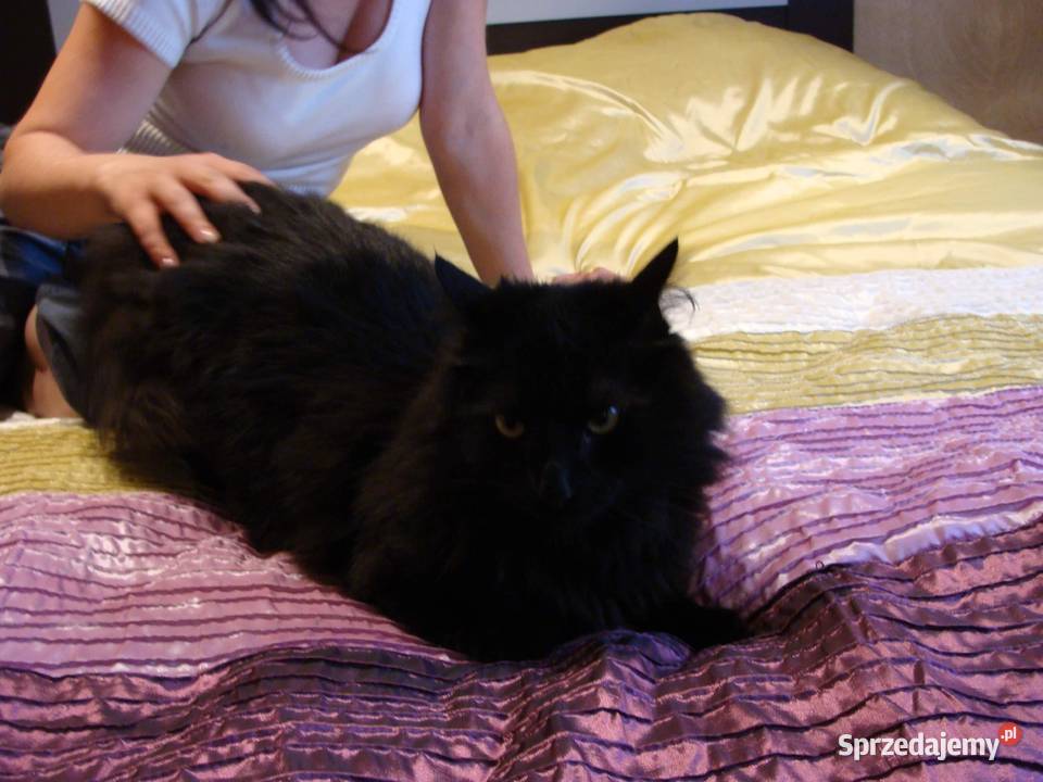 kocur czarny syberyjski Busko-Zdrój