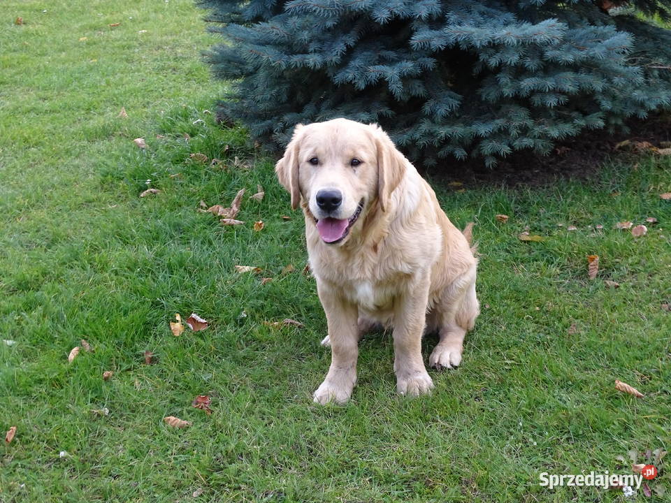 Golden retriever 6 miesięczne Przysucha