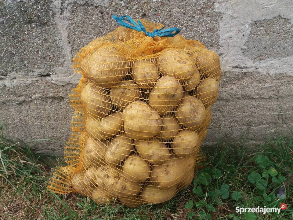 Ziemniaki odmiana Lord Godacze