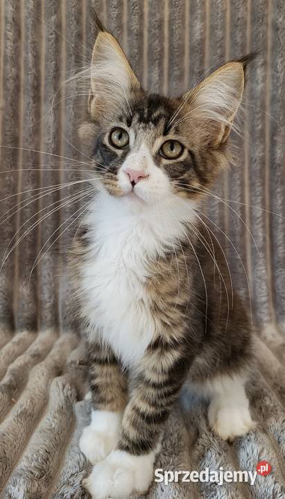 Maine Coon duże linie hodowla FPL