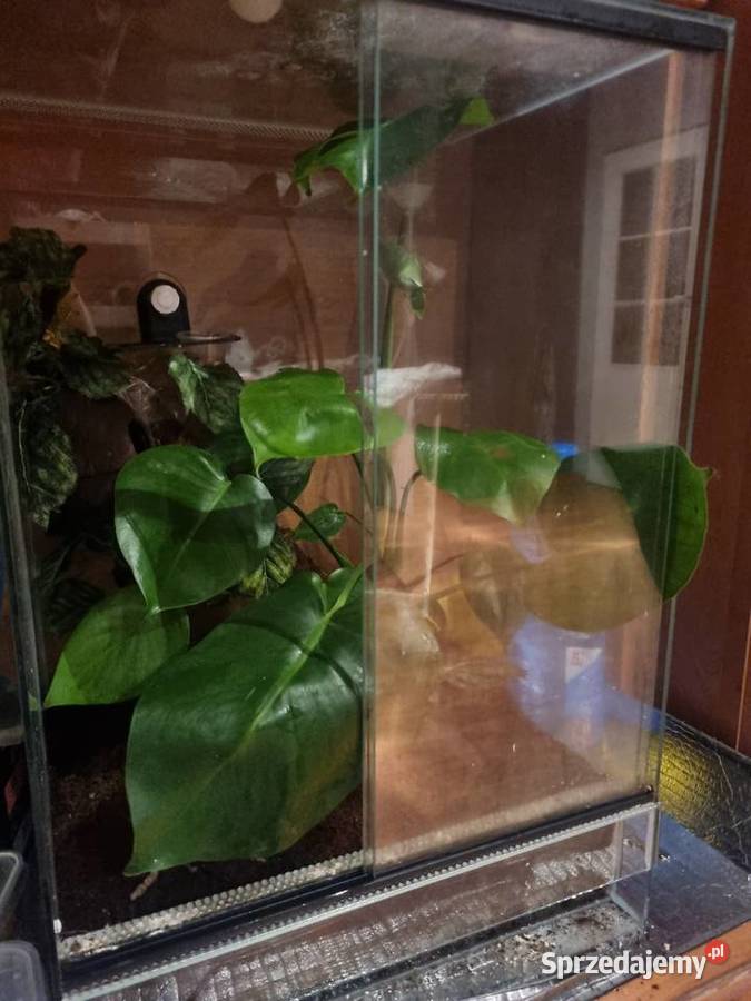 Gekon orzęsiony z terrarium Zwierzęta