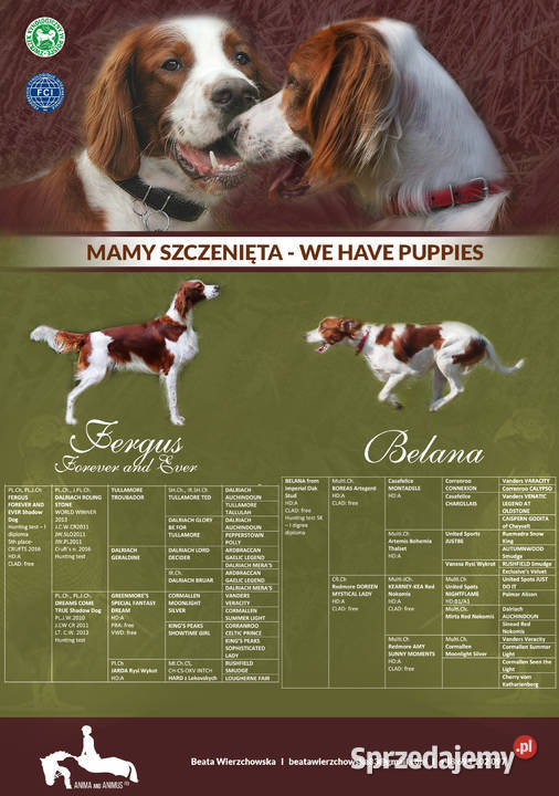 Szczeniaki rasy seter irlandzki czerwonobiały Piaseczno sprzedam