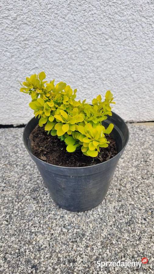 Berberys różne kolory Pogorzela