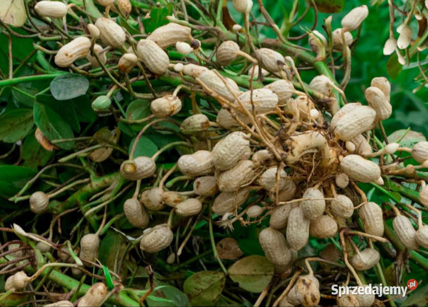 ORZECH ZIEMNY Arachis hypogea NASIONA 100g kujawsko-pomorskie Lubanie