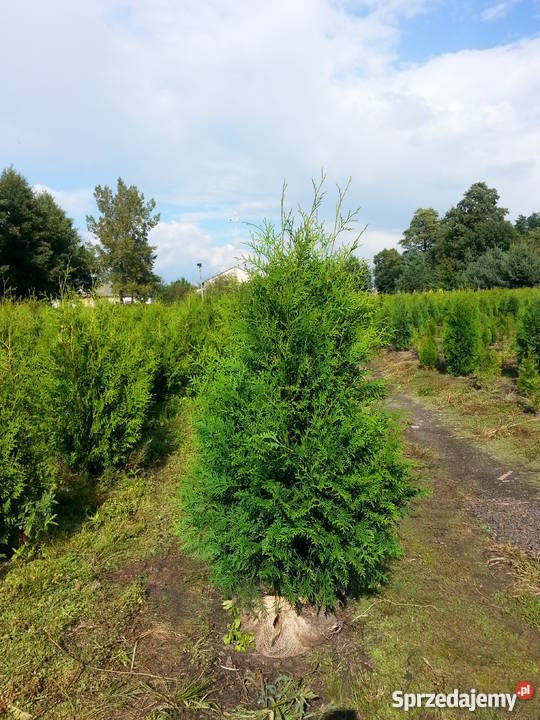 Thuja Brabant 160180 PRODUCENT Rydzyny sprzedam
