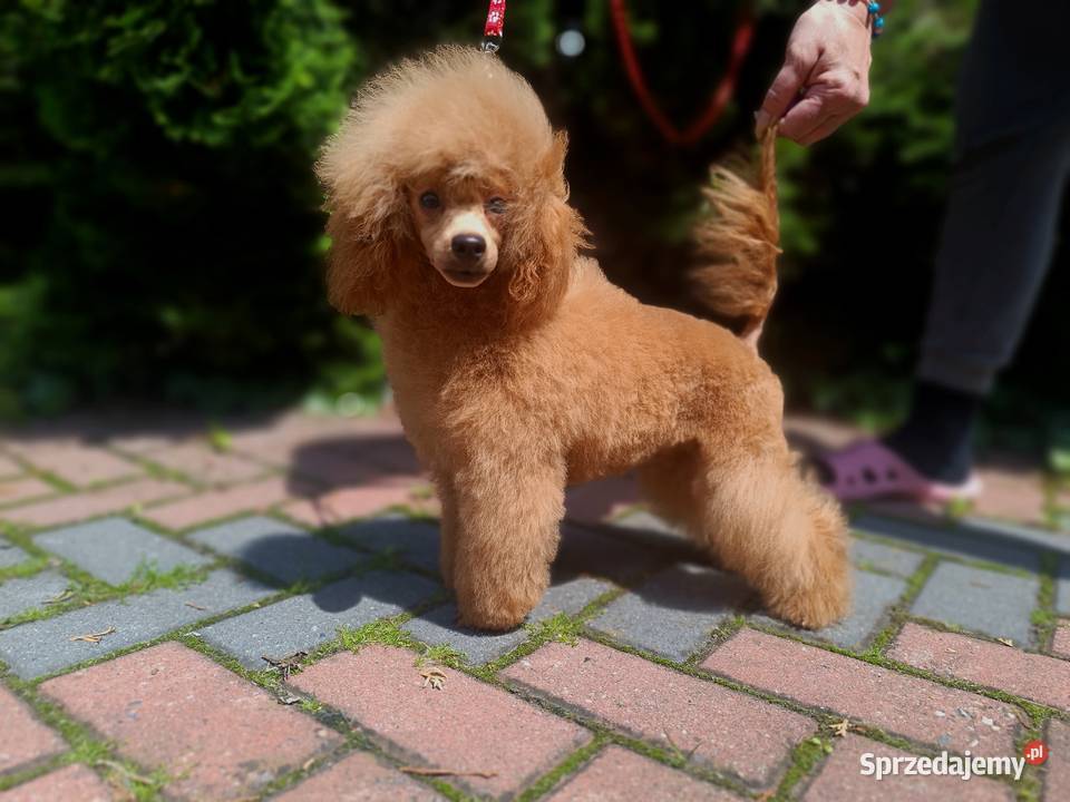 Pudel Toy chlopchik z dokuments FCI