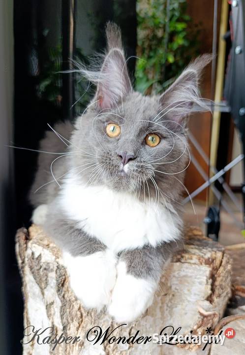 Niebieskobiały mruczek Maine Coon FPL Gdańsk sprzedam
