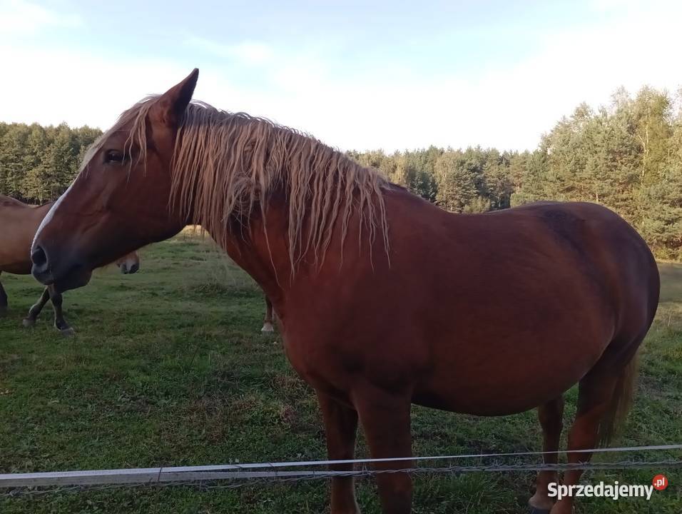 Sprzedam klacz zimnokrwista Radawa sprzedam