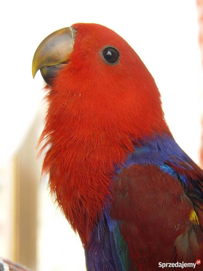 Lora Wielka Niepołomice sprzedam