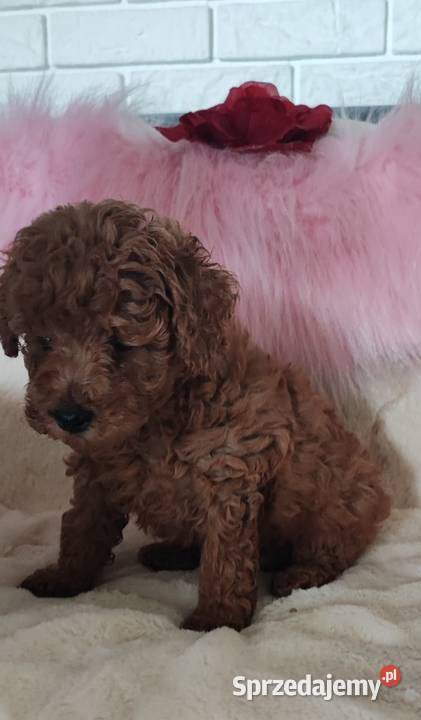 Pudelki toy szczenięta Pozostałe Bolesławiec