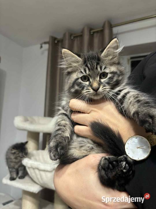 Sprzedam kota syberyjskiego lubelskie Szastarka