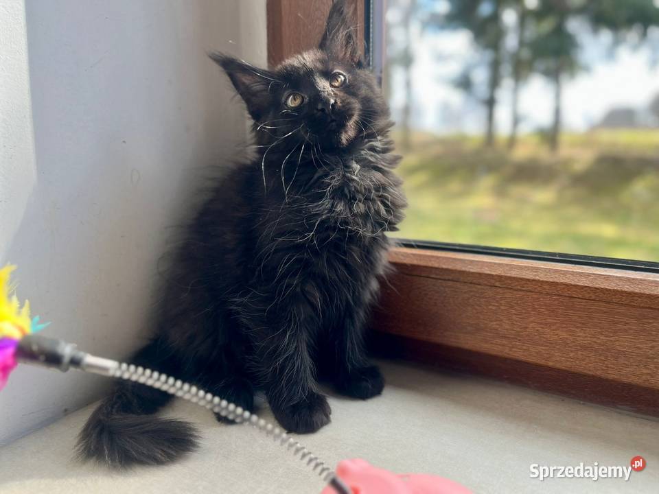 Maine Coon Maine Coon sprzedam