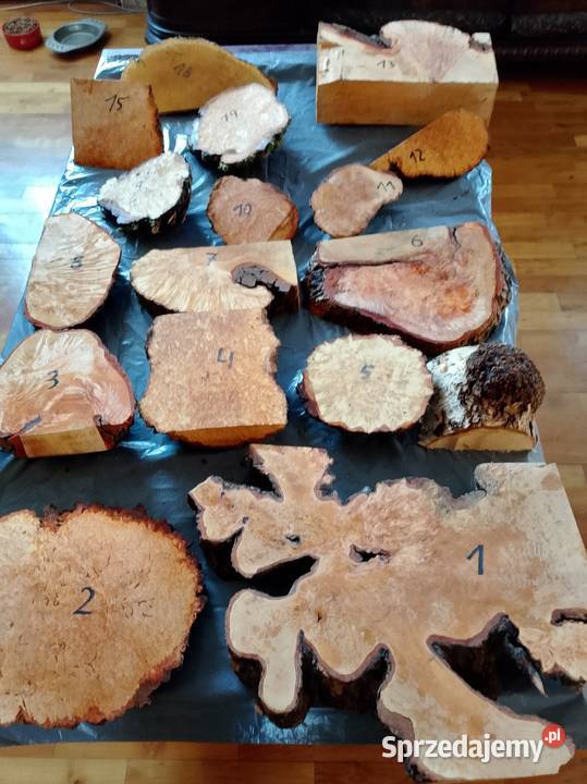 Czeczot topola klon akacja kasztan Nowy Tomyśl sprzedam