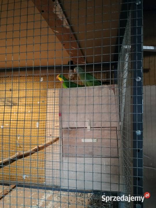 Sprzedam barabandę samiczkę kujawsko-pomorskie Włocławek