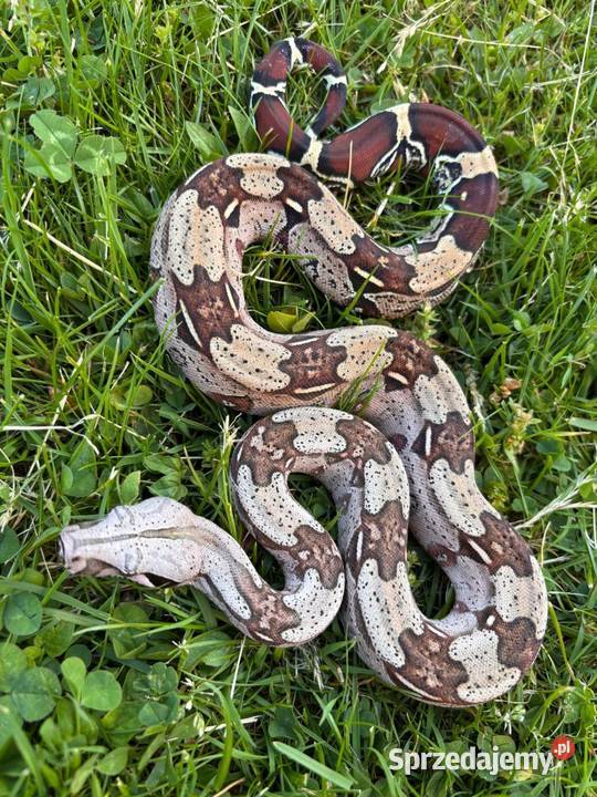 Boa constrictor Gujana Katowice sprzedam