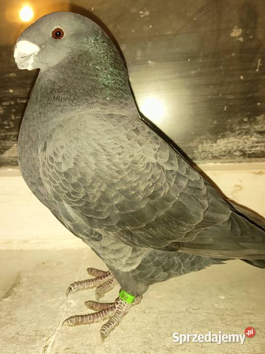 Gołębie ozdobne Show Racery Polkowice