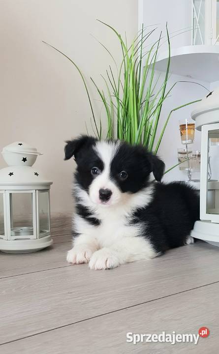 Border collie Kowalewo Pomorskie