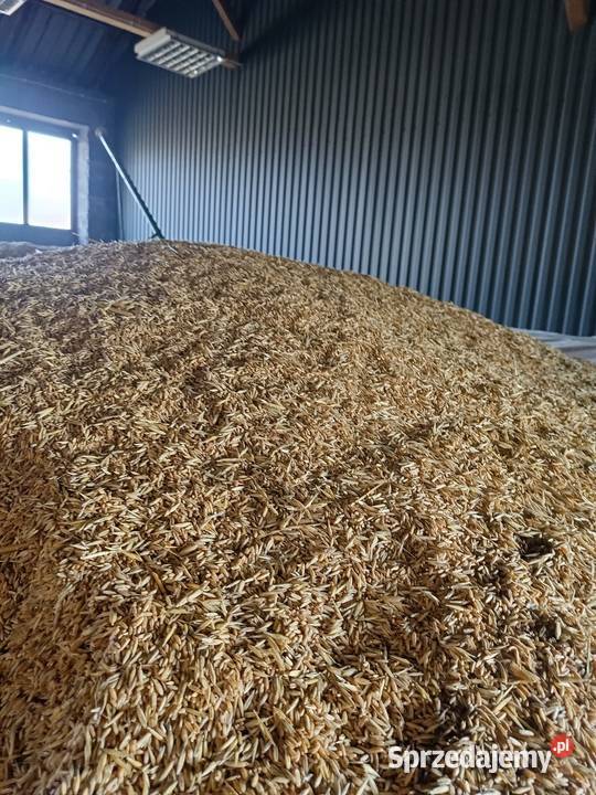 Owies bezłuskowy Kalina-Rędziny