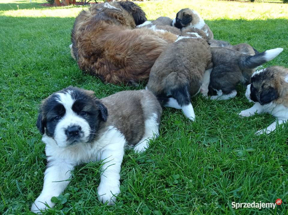 Szczeniaki bernardyn Korzenna