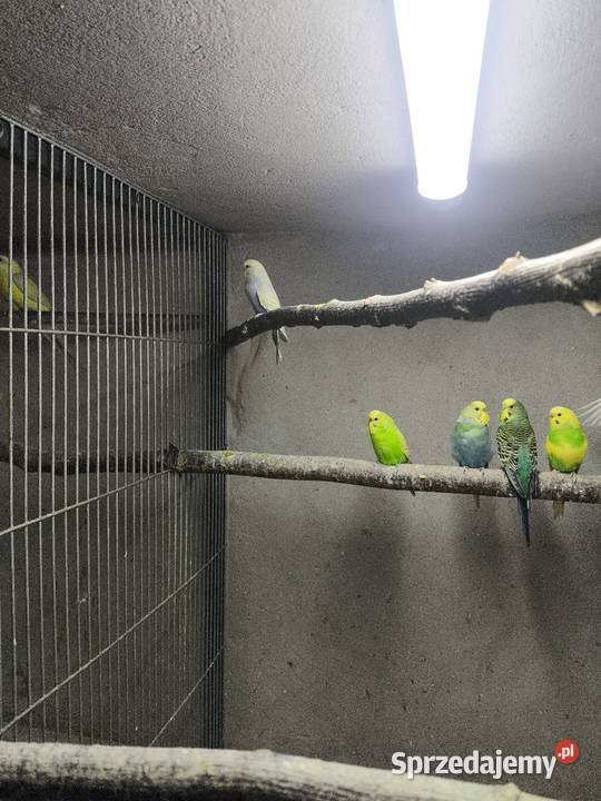 Młode faliste z 2025 roku śląskie Kolonia Poczesna