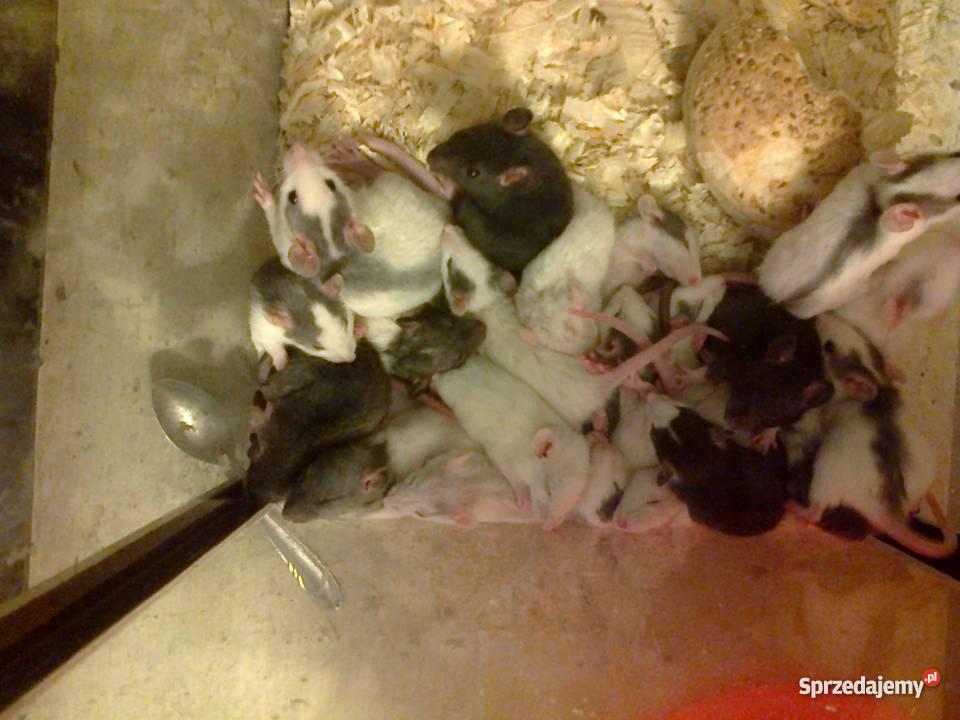 Szczury Dumbo Irish Rex i Standard Jastrzębie sprzedam